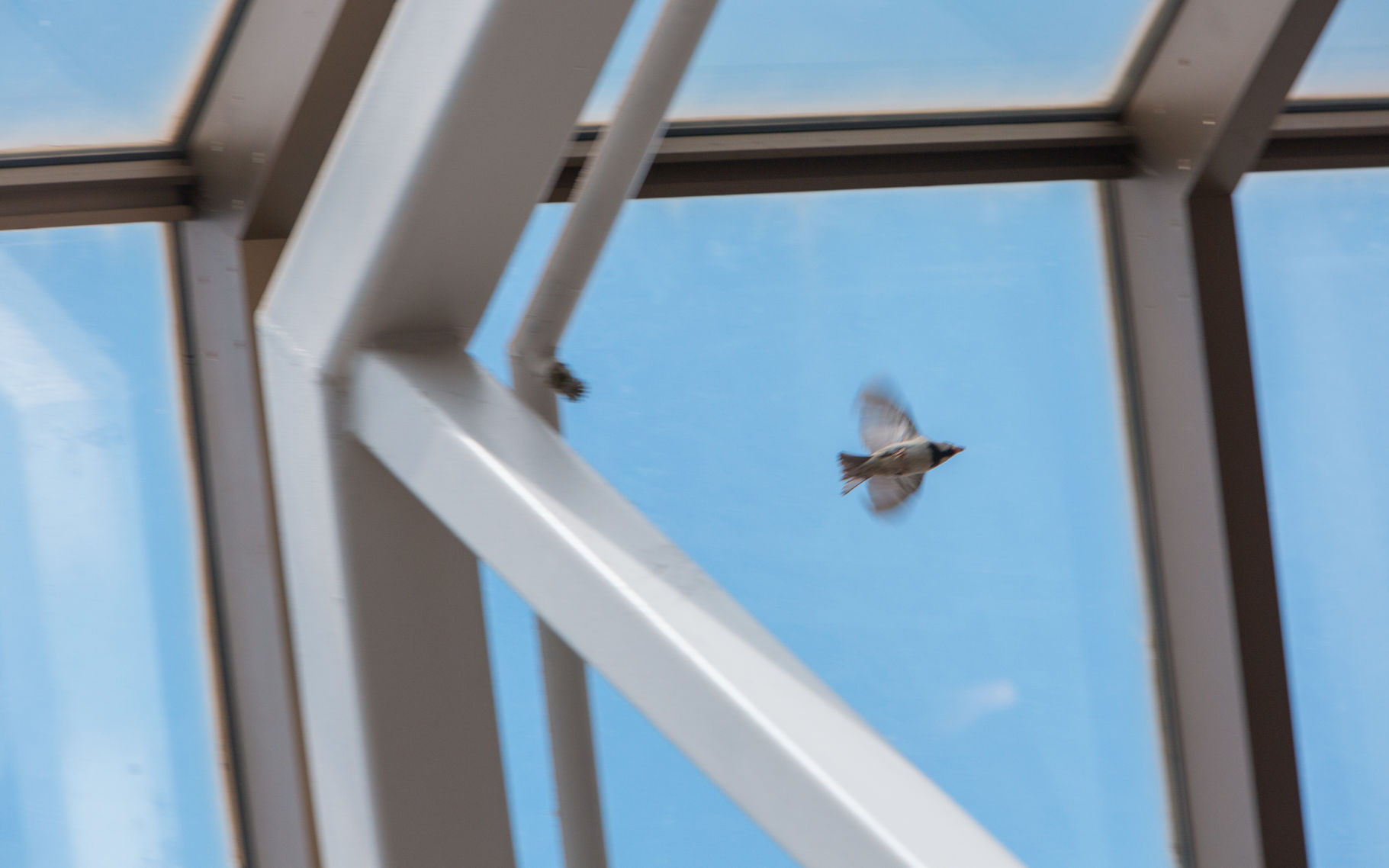 UCC Bird 3